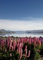 PORTRAIT-OF-LAKE-TEKAPO-LUPINS-GE