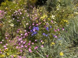 KINGS PARK WILDFLOWERS