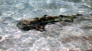 SMALL WHITE-TIPPED REEF SHARK GREAT BARRIER REEF