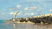 BIRD SANCTUARY MICHAELMAS CAY GBR