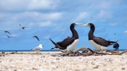 BOOBY PAIR MICHAEMAS CAY GBR