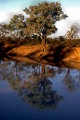 COOLIBAH TREE THOMPSON RIVER