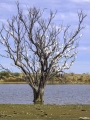 LONGREACH BEFORE THE DROUGHT