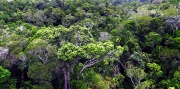 DAINTREE RAINFOREST