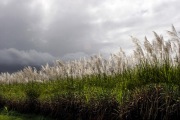 SUGAR CANE FLOWERS  FNQ