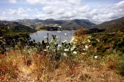 WILDFLOWERS AT MONTE PONI