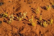 SHARK BAY PINDAN AND WILDFLOWERS