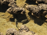 STROMATALITES AND FISH AT HAMELIN BAY