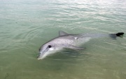 MONKEY MIA DOLPHIN