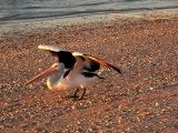 PELICAN AT SUNSET MONKEY MIA