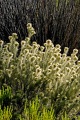 FYNBOS  CAPE FLORAL KINGDOM SA