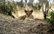 YOUNG LION CUB