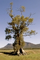 CAZNEAUX TREE