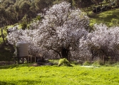 SOUTH AUSTRALIAN SPRING