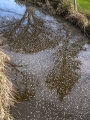 STRATHALBYN RIVER REFLECTIONS