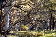 WILPENA POUND RIVER GUMS