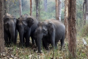 Wild-Elephants-Ngarhole-W