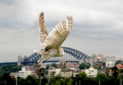 WHITE OWL OVER SYDNEY HARBOUR