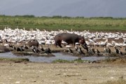 HIPPO NGORONGORO CRATER