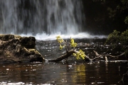 KYNVET FALLS CRADLE MOUNTAIN