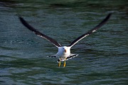 PACIFIC GULL TAKE OFF