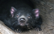 TASMANIAN DEVIL