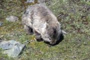 BLONDE WOMBAT MARIA ISLAND