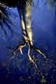 BOAB TREE REFLECTION