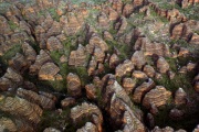 BUNGLE BUNGLES PURNULULU