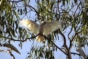 CORELLA STRETCHING ITS WINGS