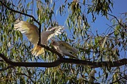 KIMBERLEY CORELLAS PENTECOST RIVER