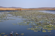 MARGLU BILLABONG NEAR WYNDHAM WA