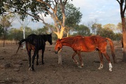 HORSE IN THE EARLY MORNING