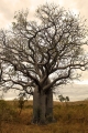 BOAB TREE  BOAB VALLEY EL QUESTRO