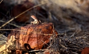 OXERS LIZARD KARIJINI