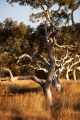 SNAPPY GUMS KARIJINI