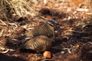 SPINIFEX PIGEONS DALES GORGE KARIJINI