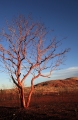 SUNLIT TREE AT KARIJINI