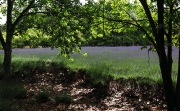 LAVENDER FIELD AT HEPBURN VICTORIA