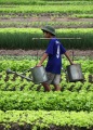 WATERING CANS