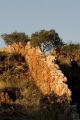 CHINA WALLS HALLS CREEK