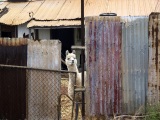 WILLIAMSTOWN ALPACCA