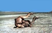 CAMEL LOVE