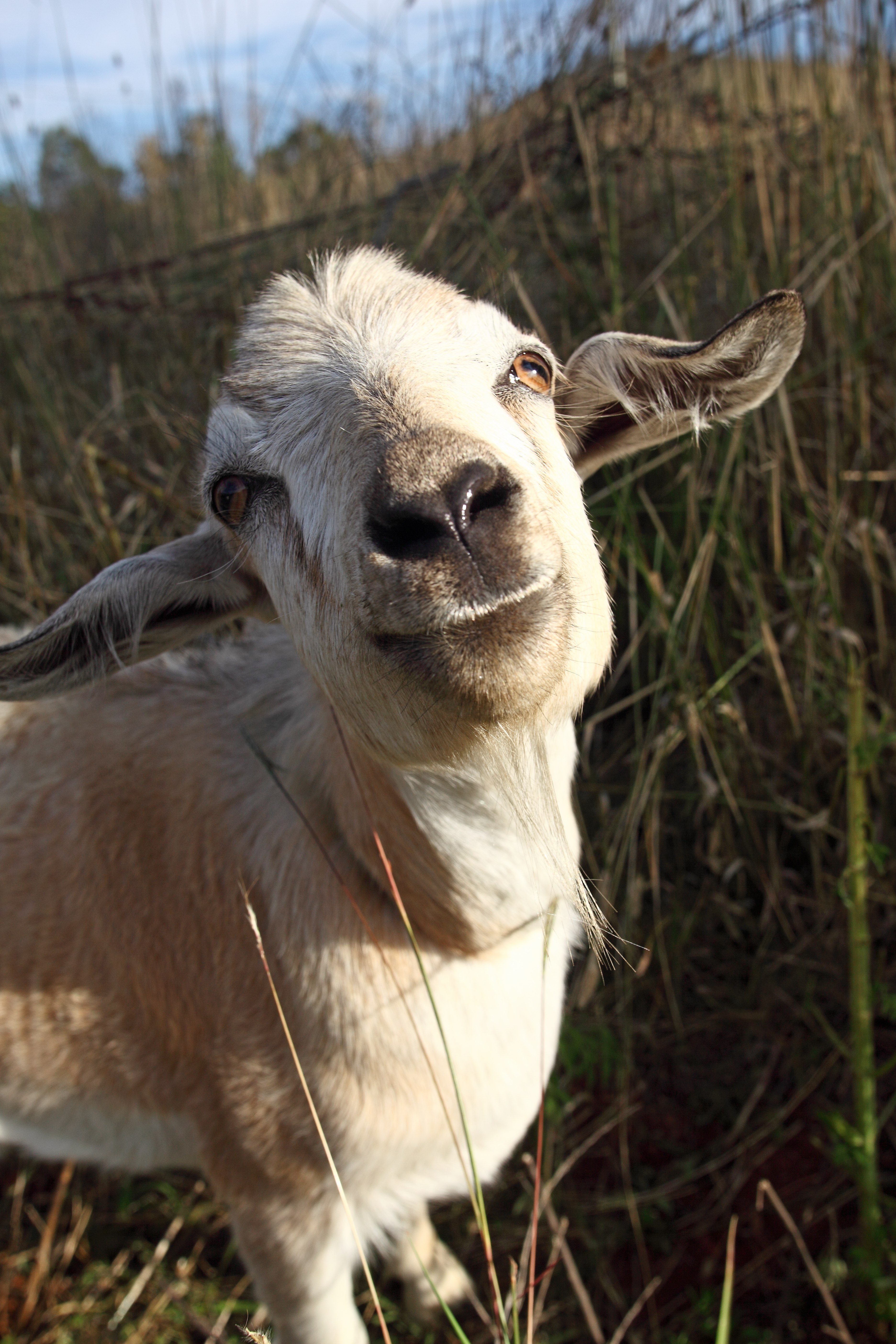 Blog – Goatshiteambulance