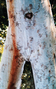 Woman Tree Torso WM