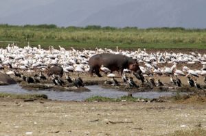 Ngorongoro Crater Wildlife