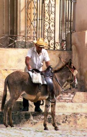 Donkey Transport 